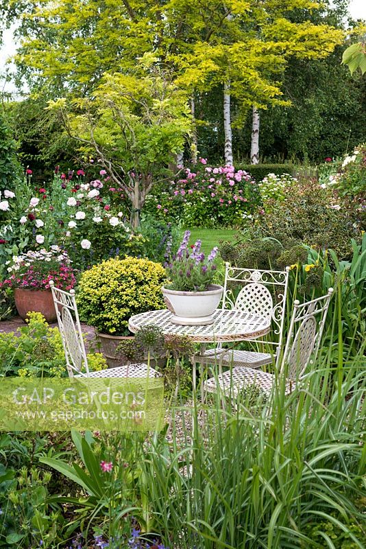 A seating area with table an chairs in front of a rose garden with gleditsia and silver birch trees.