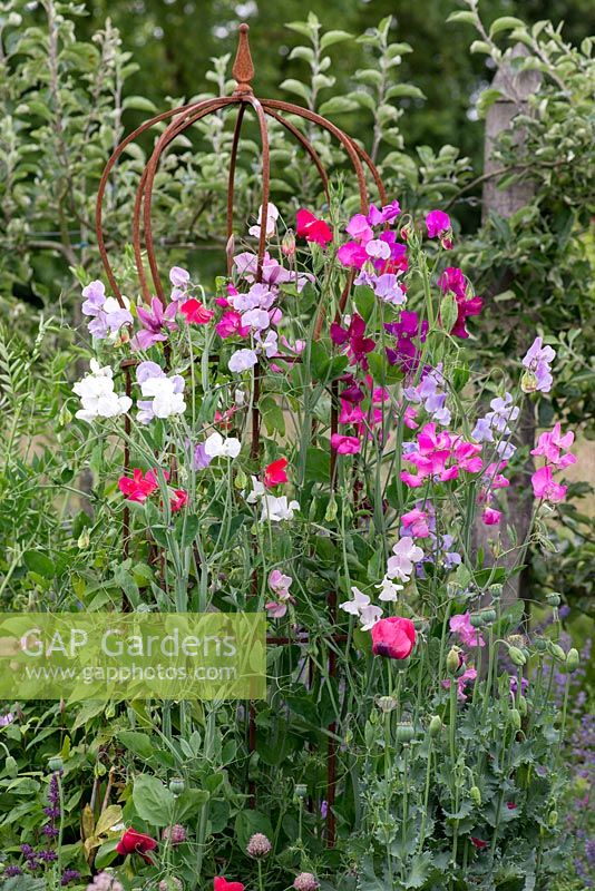 Sweet peas climbing over a rusted metal obelisk.