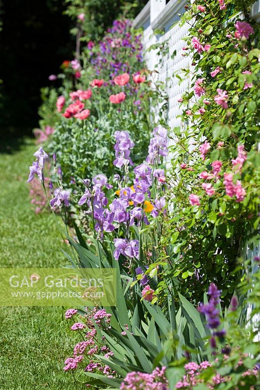 English cottage style garden with peony and  Iris pallida