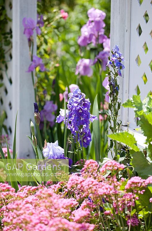 English cottage style garden with Centranthus ruber nana - Red Valerian and bearded Iris