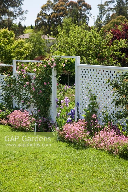 English cottage style garden with white lattice screen divider and pink climbing Rosa 