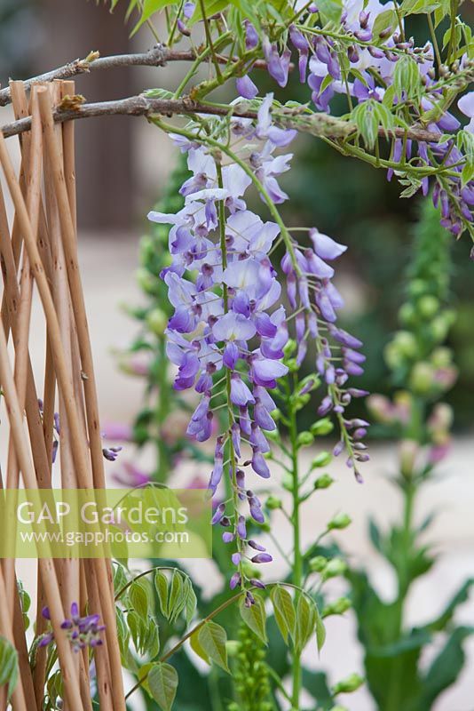 Wisteria sinensis with purple flowers growing on a cane tee pee.