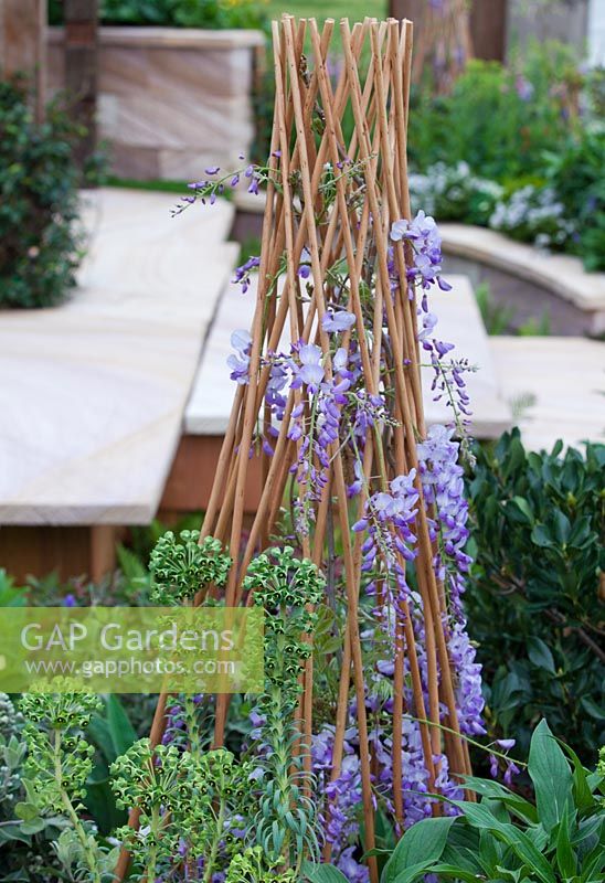 A cane Tee Pee planted out with Wisteria sinensis.