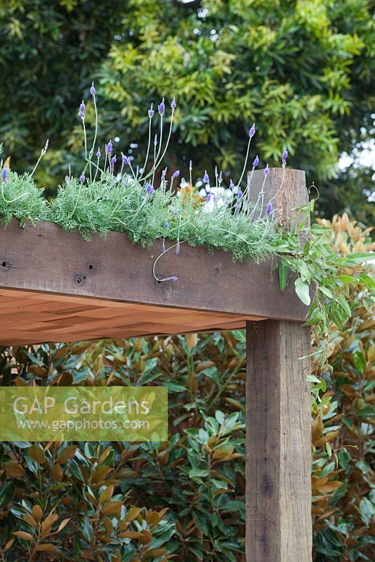 Recycled timber pergola with Lavender growing on it's roof.
