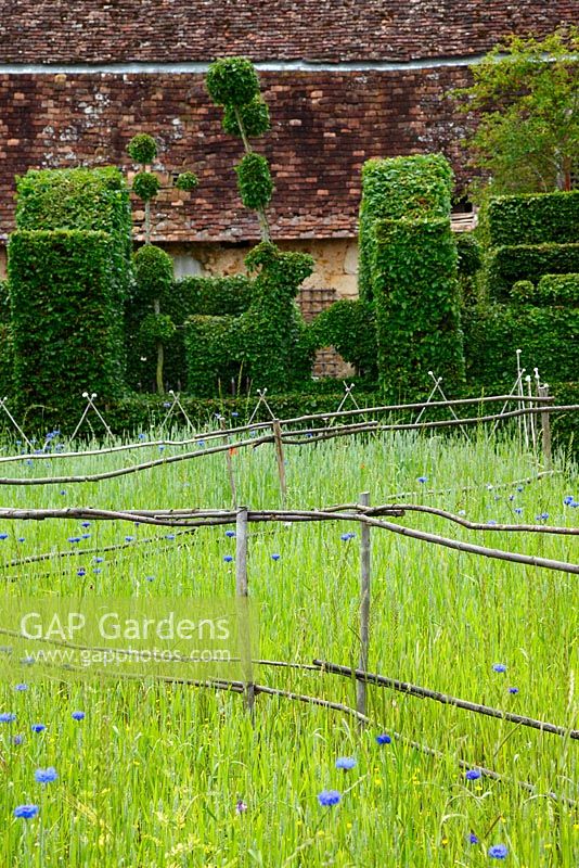 Wheat growing in the parterre divided with bamboo and chestnut fences with in the background, clipped hornbeam hedges at le Prieuré Notre-Dame d'Orsan