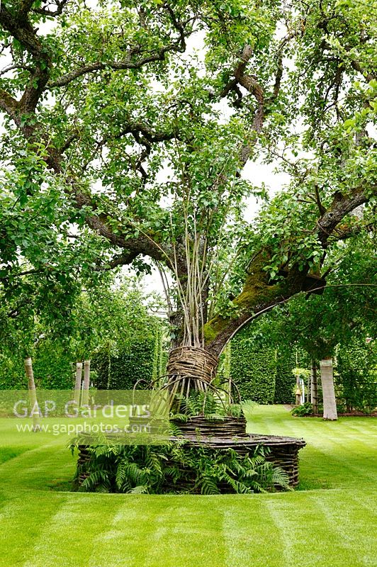 180-year-old pear tree surrounded by a woven willow seat in the orchard at the Prieuré Notre Dame d'Orsan in June.