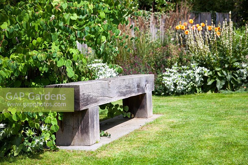 Wooden bench surrounded by Cercidiphyllum Japonicum, Verbascum Chaixii album, Dahlia David Howard, Eryngium giganteum, Molinia Karl Foerster, Origanum Rosenkuppe