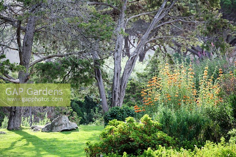 Kirstenbosch National Botanical Garden, Cape Town, South Africa - orange flower is Wild Dagga Lion's Tail - Leonotis leonurus