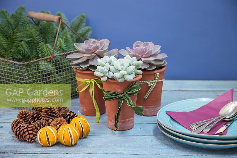 Table place setting equipment featuring Succulents in tall slim terracotta pots, with dried Oranges, Pine cones and foliage