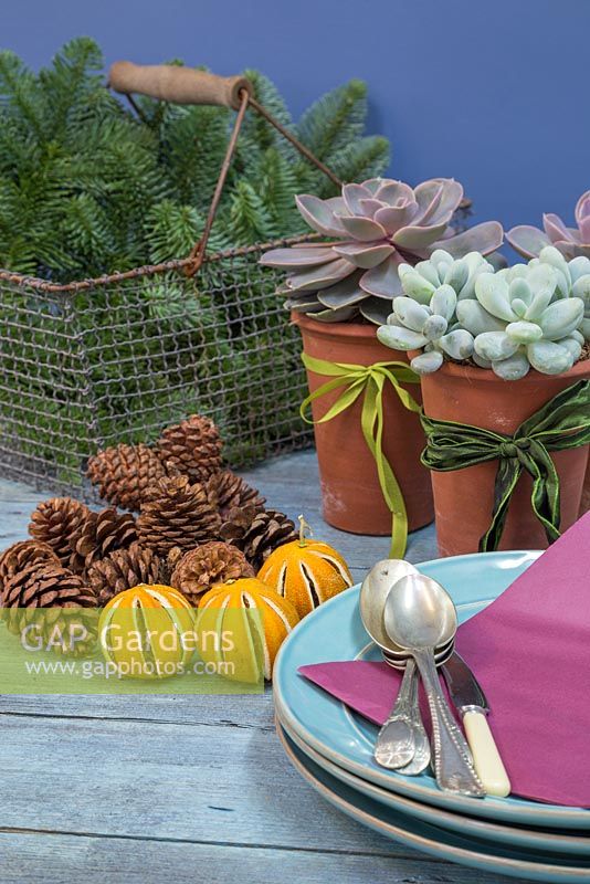 Table place setting equipment featuring Succulents in tall slim terracotta pots, with dried Oranges, Pine cones and foliage