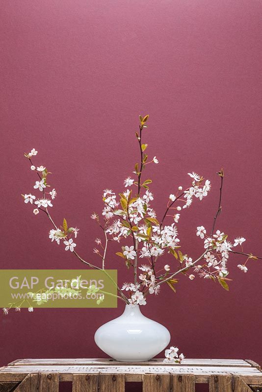 Cherry blossom in an ornate white vase against a red background