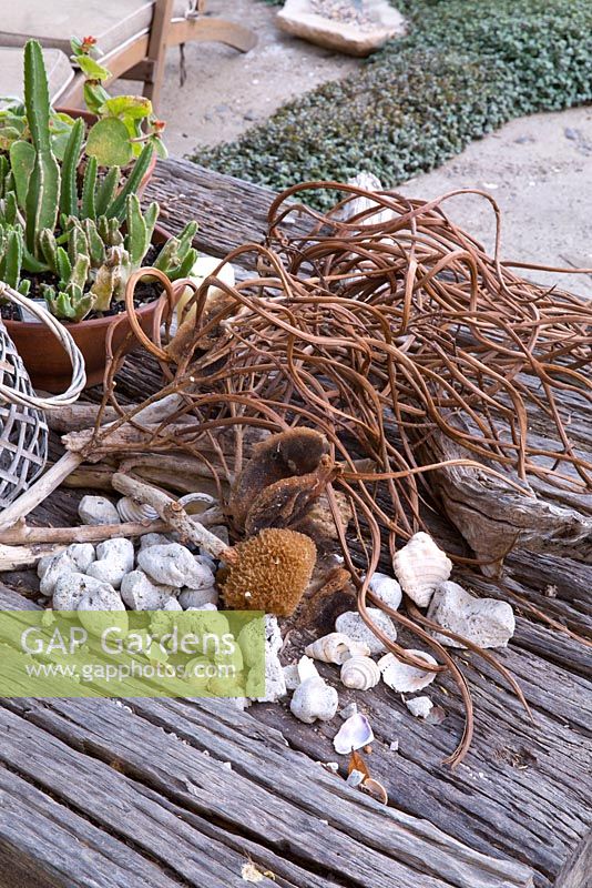Close up of rustic timber table featuring beach-scavenged items and potted cactus