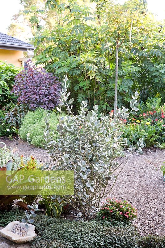 View of garden featuring Kalanchoe hildebrantii 'Silver spoons' in middle with various colourful foliaged plants in the background
