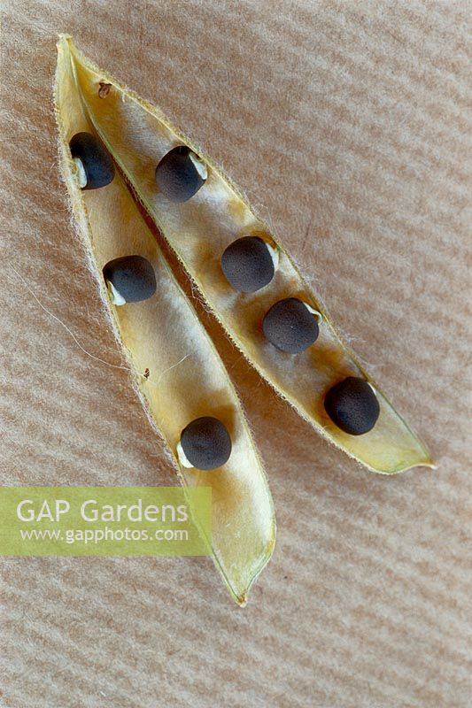 Seeds and seedpods, Lathyrus odoratus, December