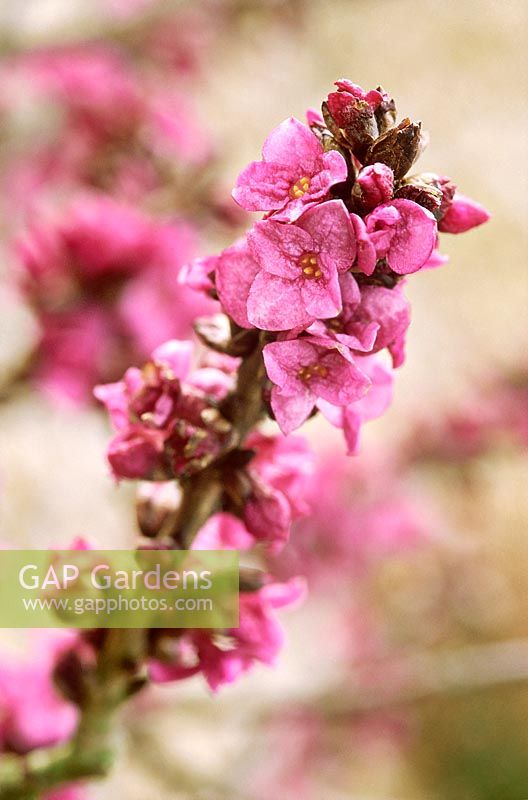 Daphne mezereum - close-up of flowers, February