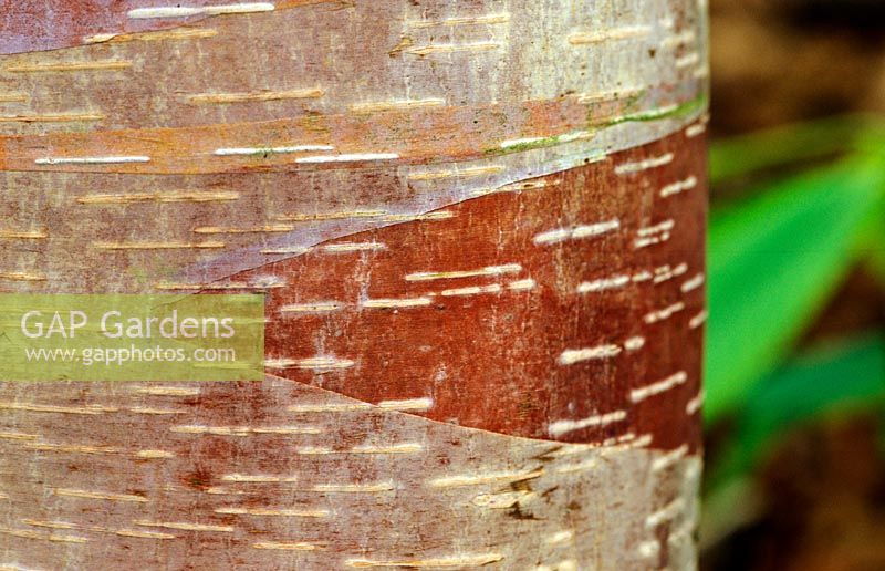 Betula albo sinensis 'Septentrionalis' - chinese red barked birch