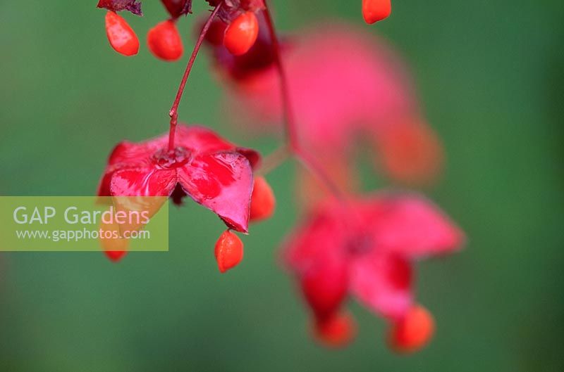 Euonymus planipes - Chinese Spindle Tree. Close up of red flowers