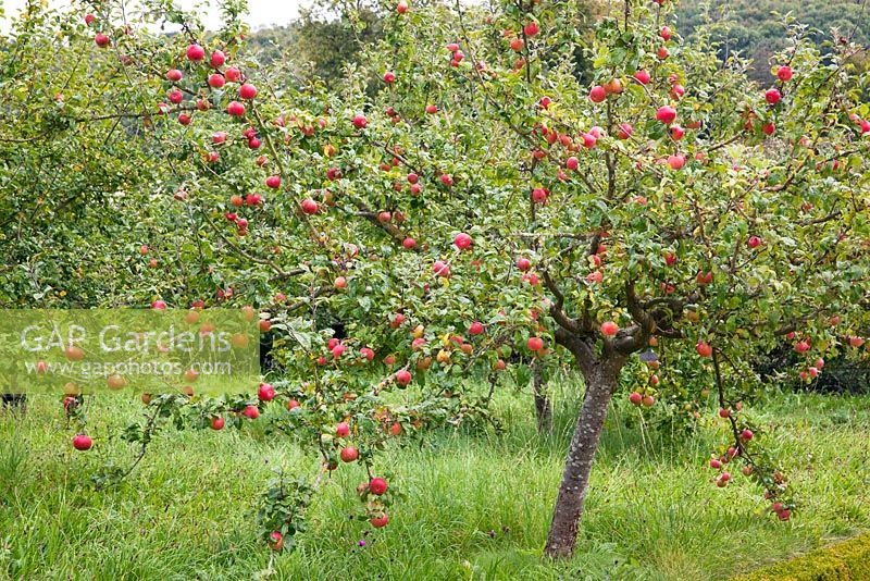Malus domestica - Dessert apples growing in orchard, September