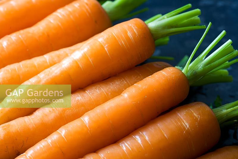 Freshly harvested carrots - Daucus carota washed and ready to cook, October
