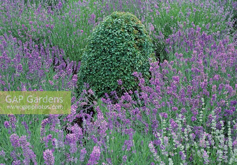 Clipped buxus sempervirens amongst mass of lavandula angustifolia. Wild and tame mix. Hall place, Kent