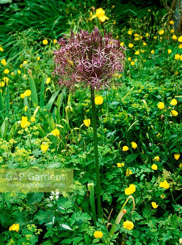Allium christophii. syn albopilosum. Summer flowering bulb. Close up of star shaped purple flower surrounded by ranunculus -  buttercups