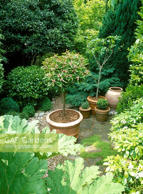 Viburnum tinus standard, Ficus - fig, Buxus sempervirens in terracotta pots. Large gunnera - prickly rhubarb leaves in foreground.