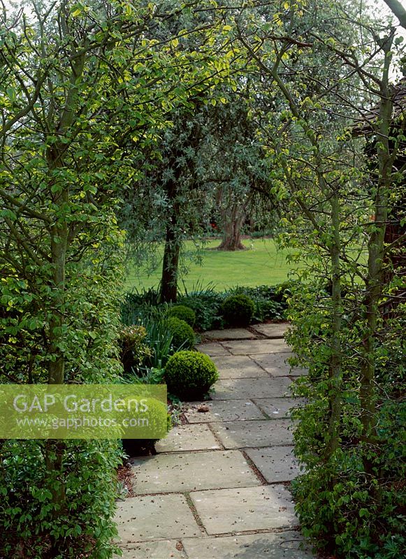Paved path sweeping under carpinus betulus - hornbeam arch, edged with Box - buxus sempervirens balls, Spring
