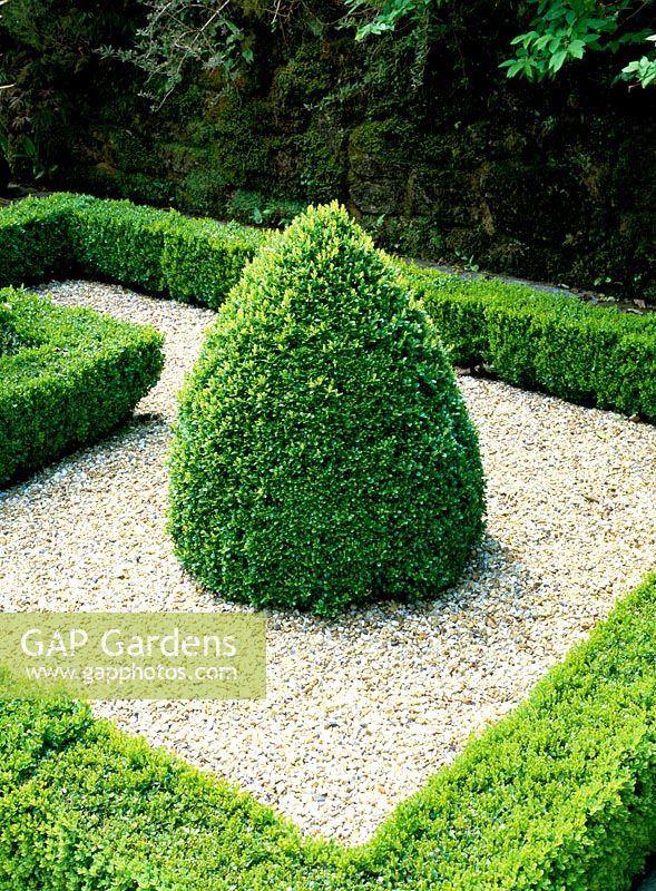 Buxus sempervirens. Box and gravel parterre, Summer