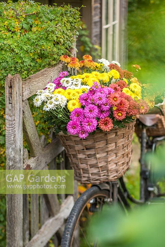 Chrysanthemum 'Beppie Mixed'. Cut flowers in vintage ladies bicycle basket.