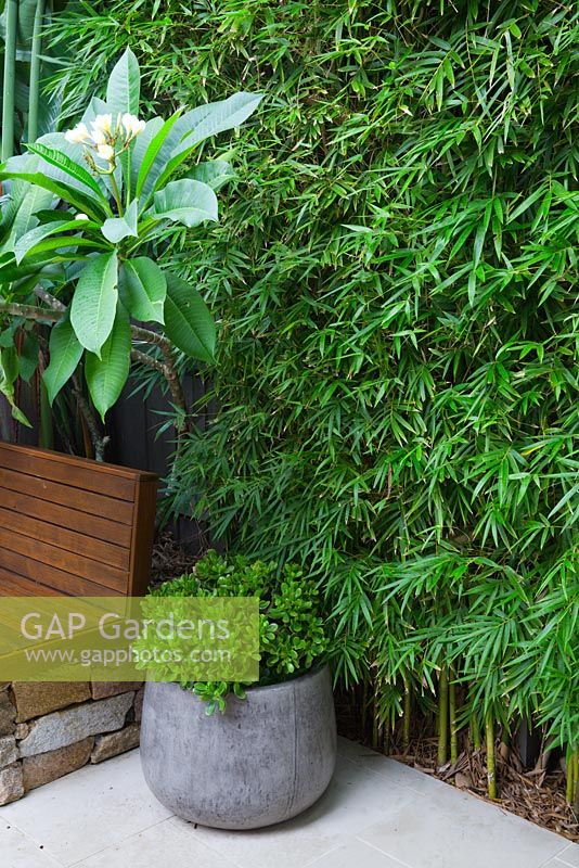 Corner of tropical inspired garden showing potted Crassula ovata 'Blue Bird', frangipani Plumeria rubra, and Bambusa textilis Gracilis 'Slender Weaver' bamboo