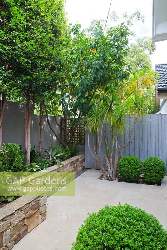 Small courtyard garden showing pleached Lilly pilly trees and raised natural dry stone garden bed wall by Eco Outdoor planted with various succulents: Dracaena marginata and clipped buxus balls.