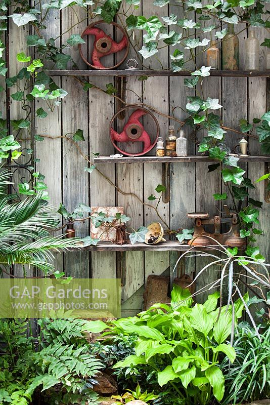 Ornate items on shelves. Planting of: Hedera helix, Hosta 'Sum and Substance', Pseudopanax crassifolius, Equisetum, Cycas revoluta, Crytomium falcatum and wooden wall. Lucille Lewins small court yard garden in Chiltern street studios, London. Designed by Adam Woolcott and Jonathan Smith