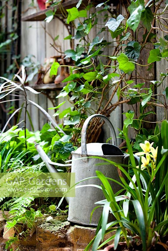 Watering can on wall with Hedera helix, Polystichum setiferum, Lucille Lewins, small office court yard garden in Chiltern street studios, London. Designed by Adam Woolcott and Jonathan Smith 