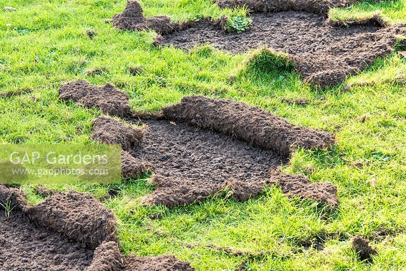 Damage to lawn as a result of badgers searching for Chaffer beetle grubs.