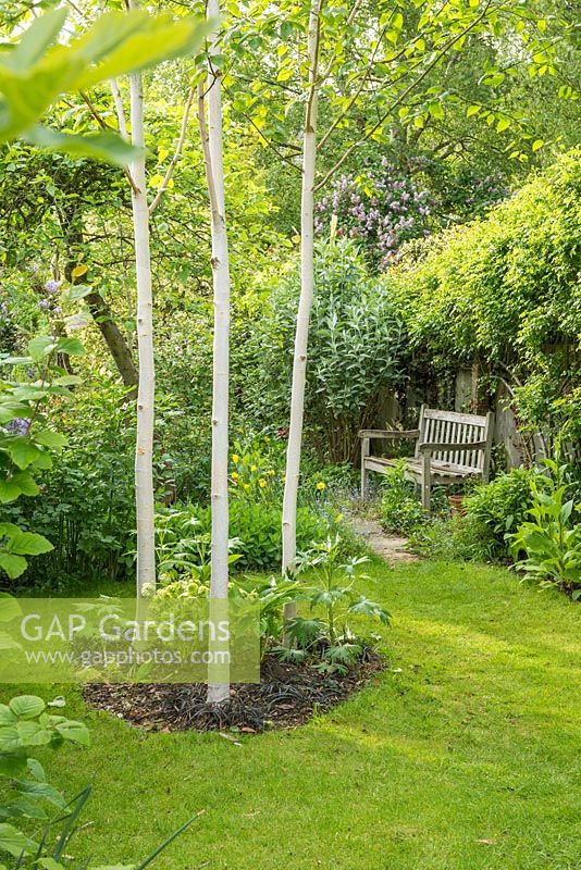 View of secluded part of long, narrow, town garden in spring with wooden bench and group of three young birch trees underplanted with hellebores.