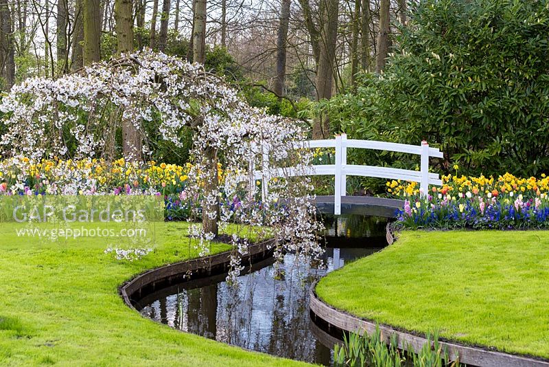 White wooden bridge across a curving rill with a weeping flowering cherry - Prunus sp. in front and mixed spring flowers including hyacinth, tulip, Anemone blanda and daffodils  behind. Woodland in the background.