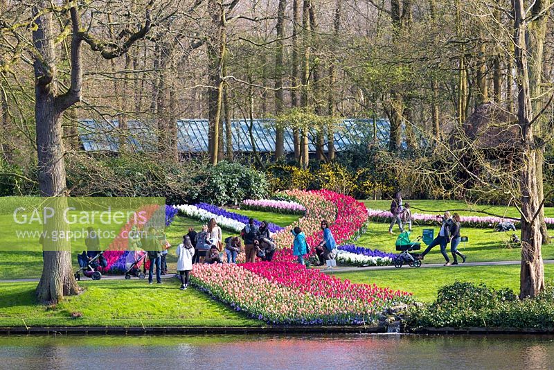Visitors gather for pictures and selfies around one of the massed bulb displays at Keukenhof in Holland. To the right a father prevents his stroller from running away by using his foot as a brake.
