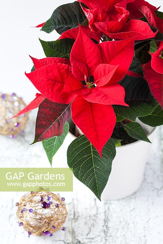 Poinsettia - Euphorbia pulcherrima in a pot with Christmas decorations