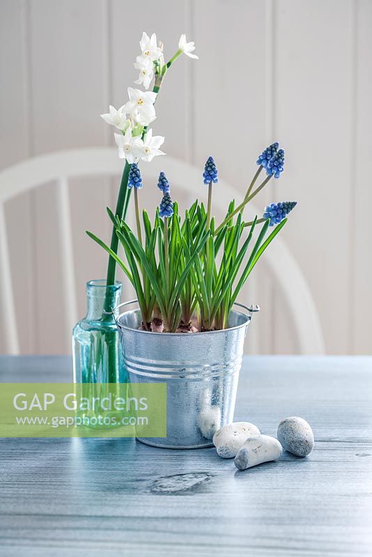 Muscari in a zinc pot with Narcissi in a glass bottle 