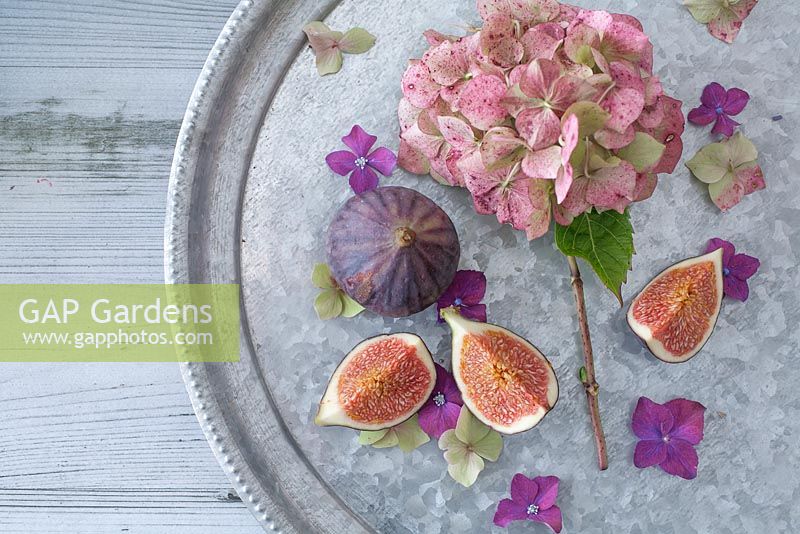 Autumn tinted Hydrangeas arranged on a zinc tray with Figs in September