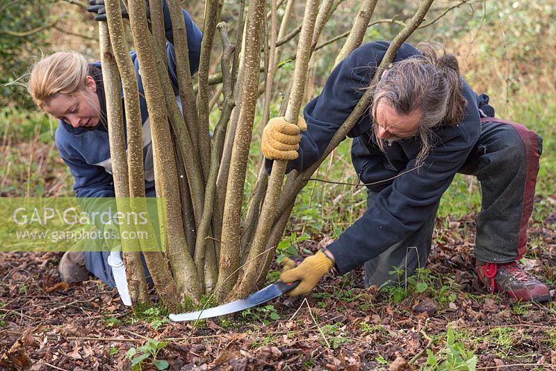 Stephen and Becky Westover coppicing Hazel trees to near ground level