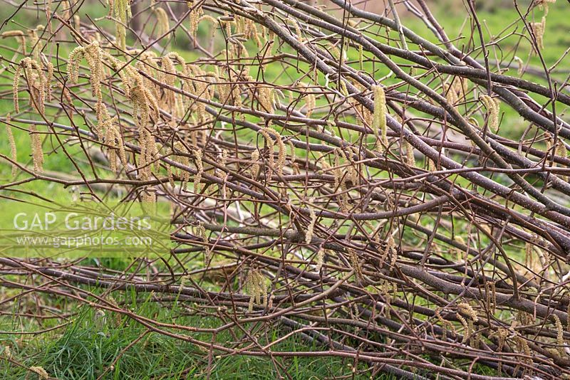 A bundle of coppiced Common Hazel with Catkins on display