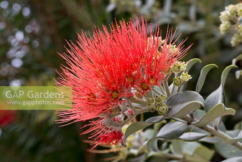 Metrosideros excelsa, 'New Zealand Christmas Tree' - endemic to New Zealand. Magic Tea House Garden, Funchal, Madeira. March.