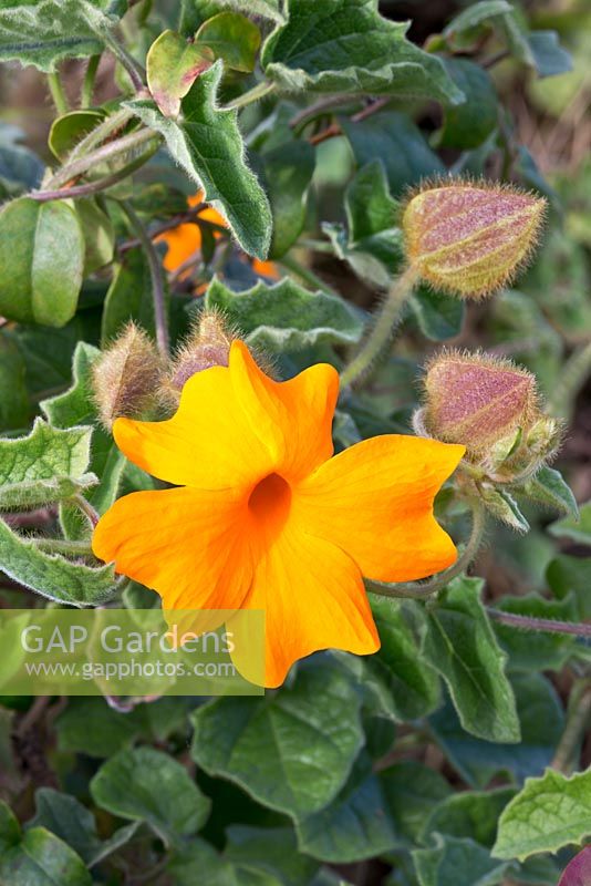 Thunbergia gregorii, 'Orange Clock Vine' - native to E. Africa.  Ricco Bella private garden, Puerto de la Cruz, Tenerife.  February.