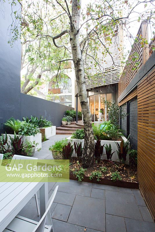View from garden in inner city courtyard to rear of modern house. Timber stairs, concrete pavers and planters with various shade loving plants seen. Large tree is Betula pendula - Silver birch.