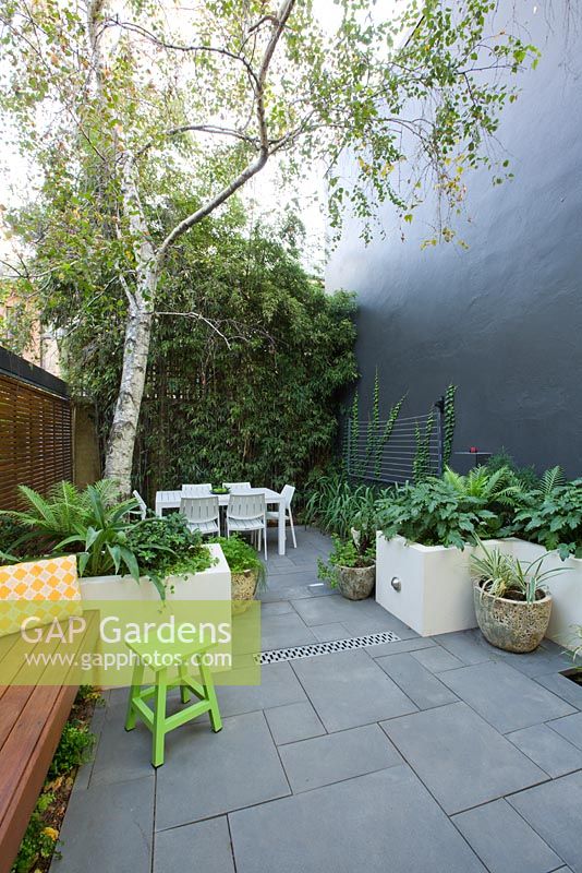 Inner city courtyard with small dining area and  fence covered with Phylostachys nigra, black bamboo. In foreground matching concrete planters contain Renga lily, Philodendron 'Xanadu' and Blechnum fern at it's base. A large Betula pendula silver birch in left planter