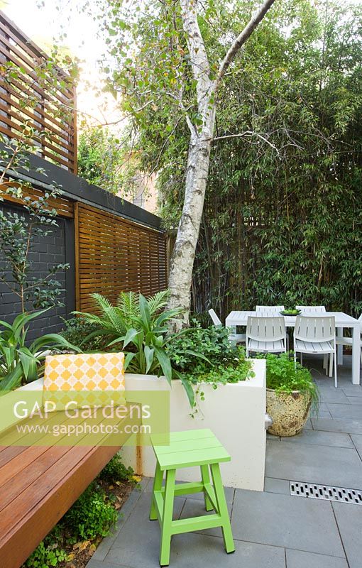 Inner city courtyard with small dining area and  fence covered with Phylostachys nigra, black bamboo, in foreground a concrete planter and timber bench seen. Planter contains Betula pendula Silver birch tree with Renga lily and Blechnum fern at it's base. 