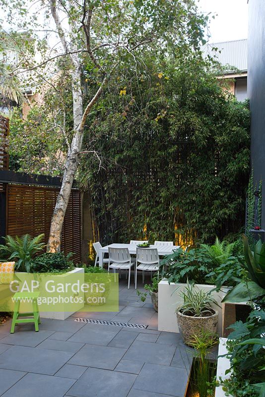 Inner city courtyard with small dining area and  fence covered with Phylostachys nigra, black bamboo, in foreground concrete planters  seen. Planters contain Betula pendula Silver birch tree with Renga lily, Blechnum fern and Philodendron 'Xanadu'. 