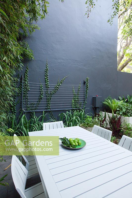 Casual dining setting in inner city courtyard garden. Garden contains various ferns and shade loving plants. Phylostachys nigra, black bamboo on side wall and wall behind mounted clothesline covered with Tricuspidata Boston ivy