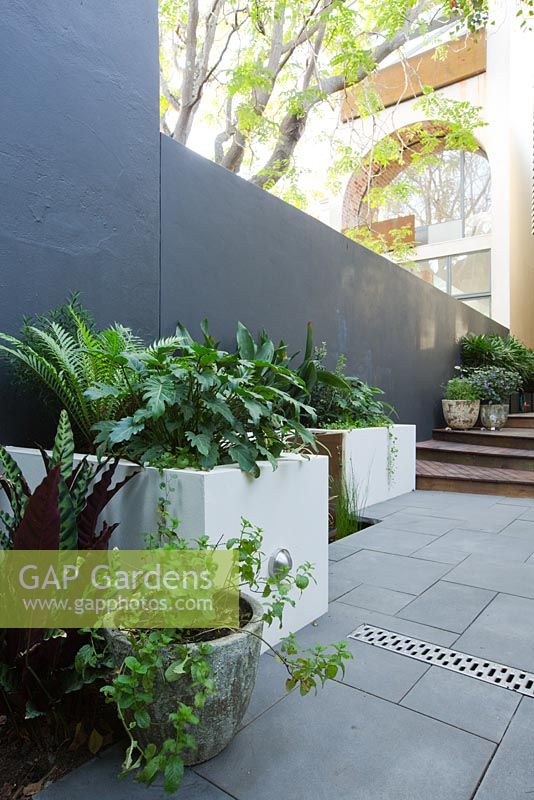 Inner city courtyard featuring large concrete planters containing Philodendron 'Xanadu' and Blechnum gibbum Silver Lady' fern